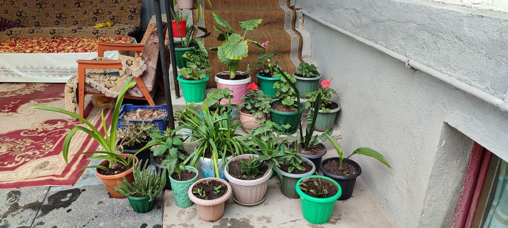 Домашние цветы 22 штуки