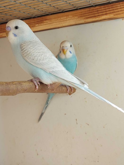 Радужные попугаи.