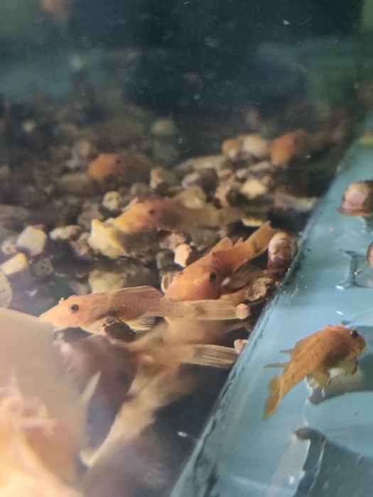 Сомики анциструсы Рэд 3 см.