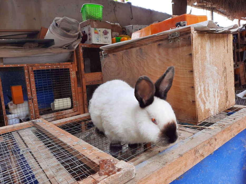 Калифорния,спмец,11 месяцев