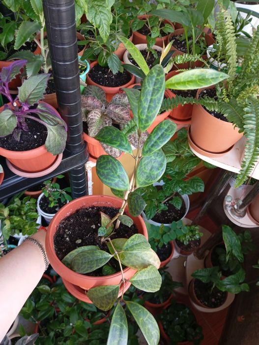 Продам комнатные растения