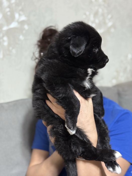 Отдам в добрые руки шенят