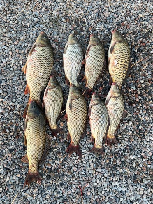 Рыбалка, клев отличный, проточная вода.