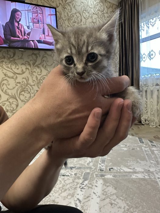 Отдам котят бесплатно в добрые руки :)