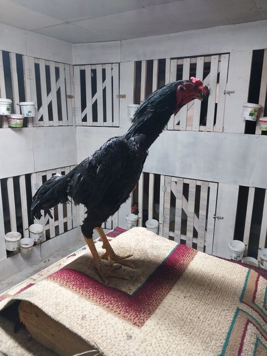 Боицовая птица хороших кровеи