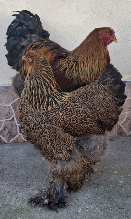 Vând pereche brahma potărnichiu pe negru 2025