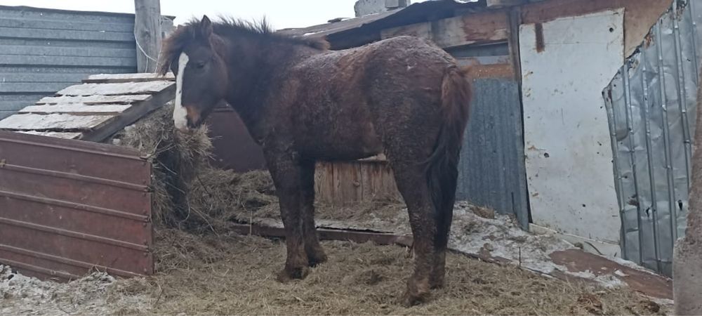 Продам тай на откорме