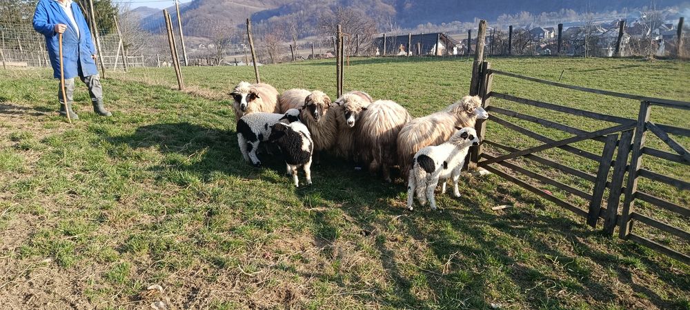 5 oi și 4 miei de vânzare