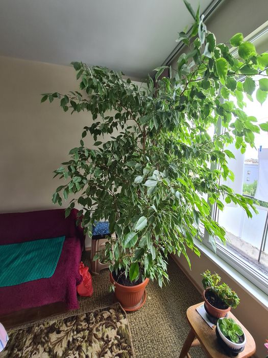 Фикус Бемджамин - Ficus elastica