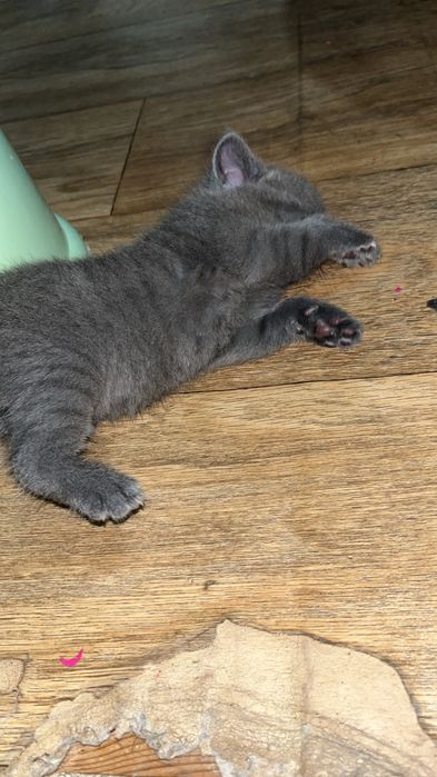 Кошка Шотландский