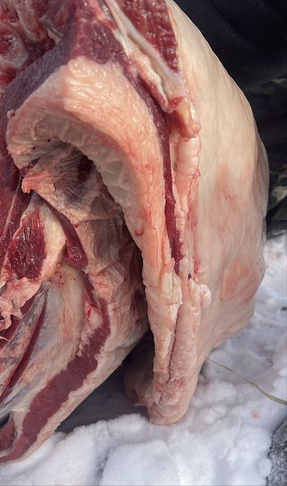 Продам согым, тай.