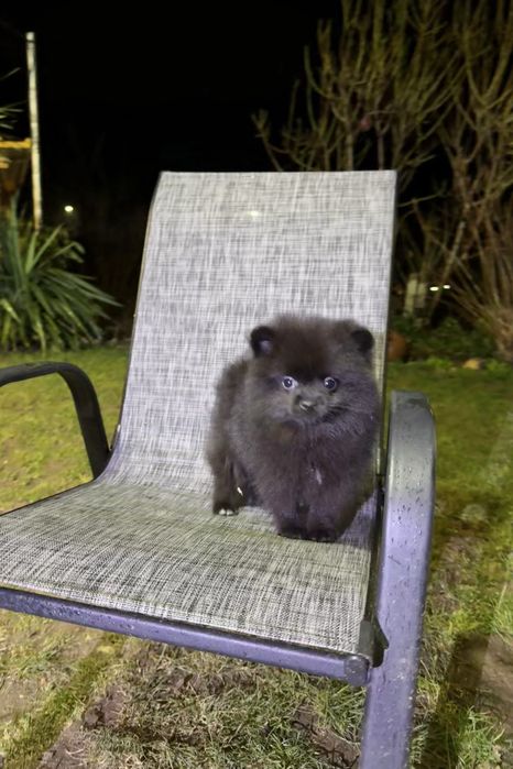 Померан момиче със втора ваксина