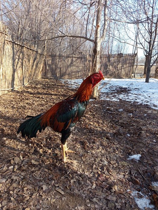 Продается туляк, ПИШИТЕ НА ВАТСАП