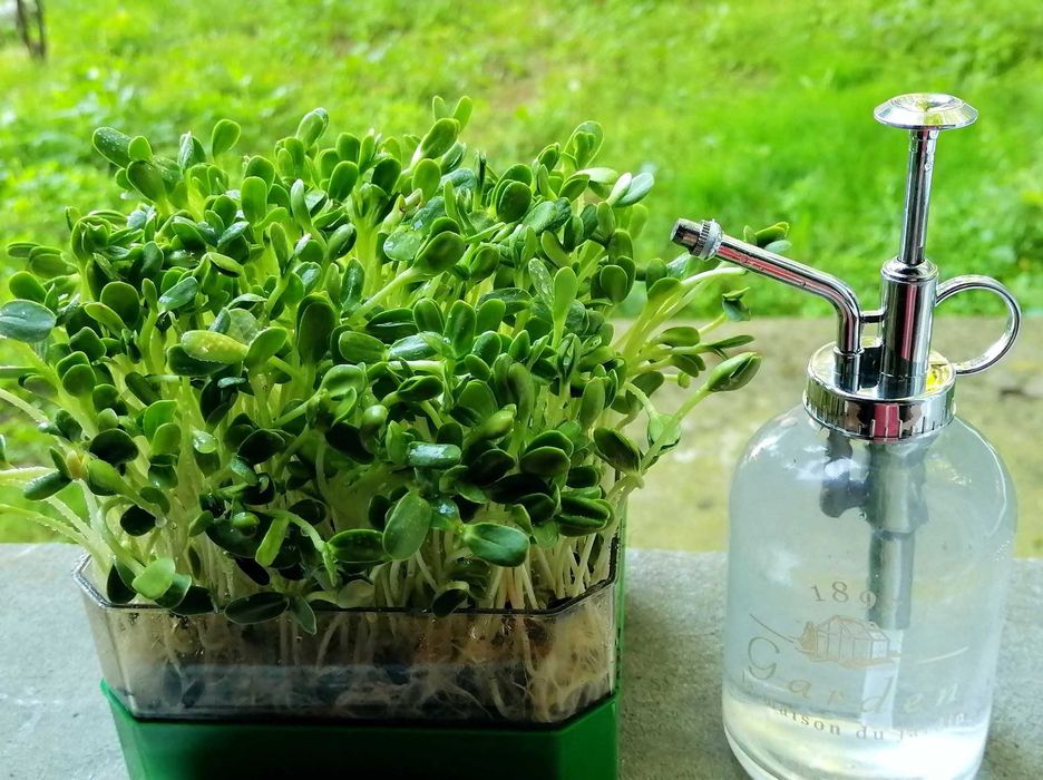 Tavite de germinat seminte pentru vlastari