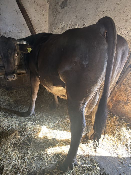 Vand vaca gestanta in luna a noua