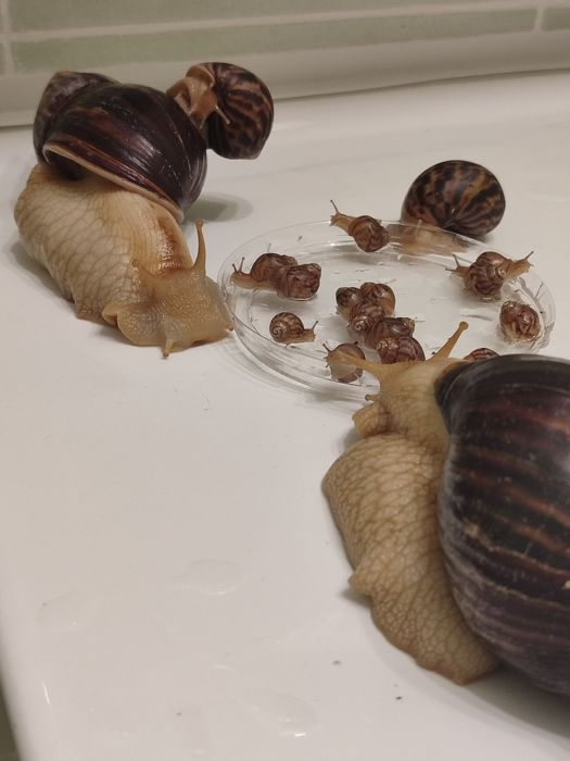 Продаются улитки ахатина