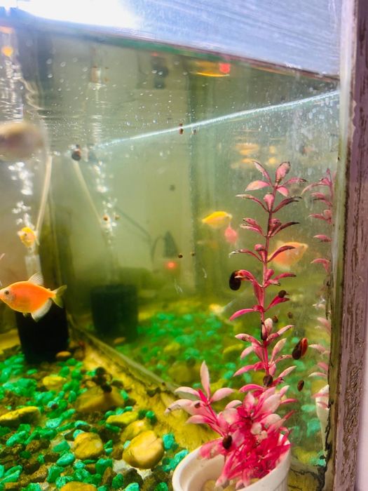 Аквариум (рыбы).