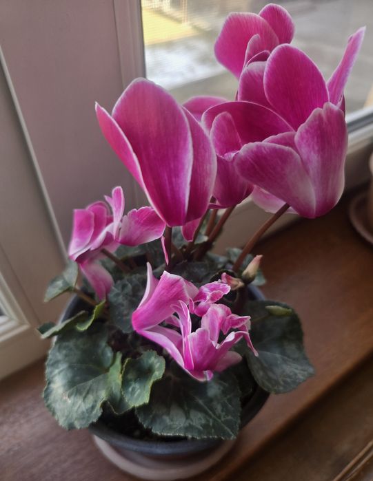 Продаётся комнатное растение