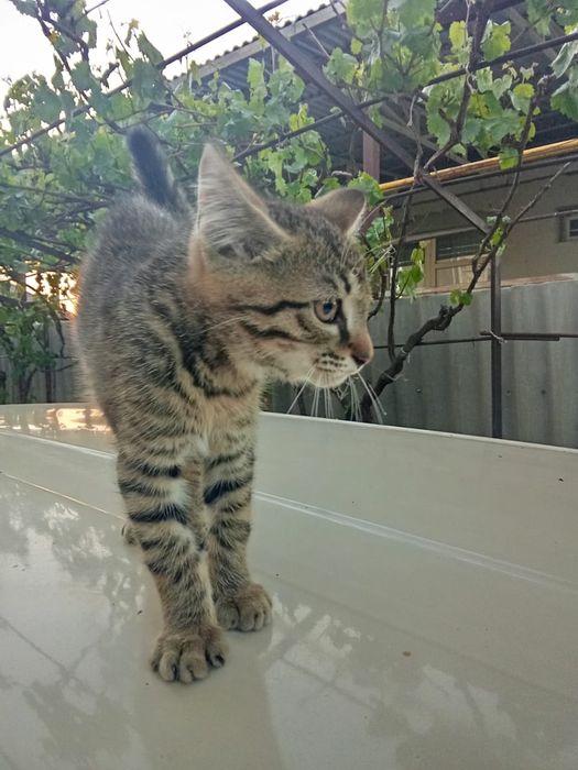 Котенок - мальчик.