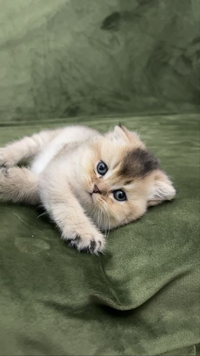 Золотая вислоухая шиншила