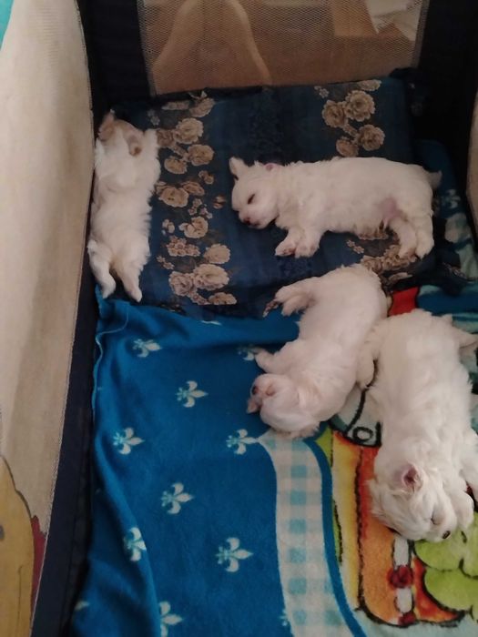 Doi bichoni, fetița și băiat caută altă casă