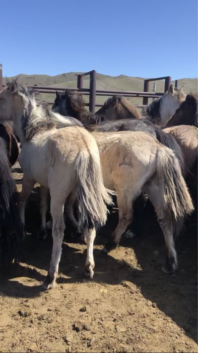 Жабагылар 50 бас еркек