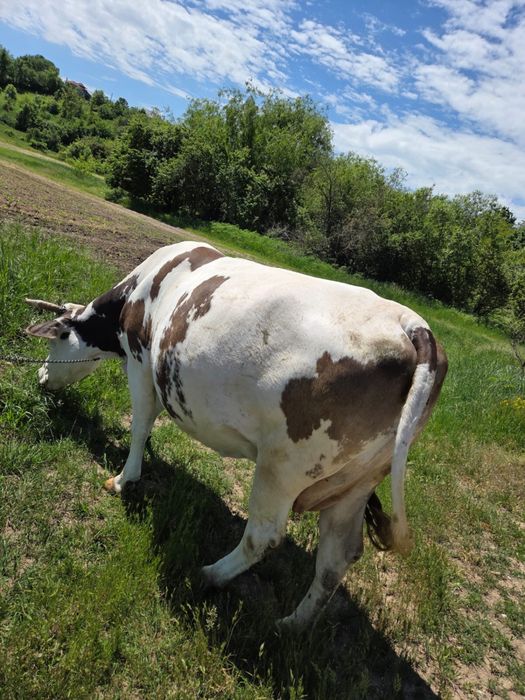 Vand vaca gestanta