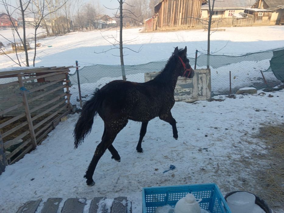 2 Mânze top sură și brează 7 luni-6 luni negociabil