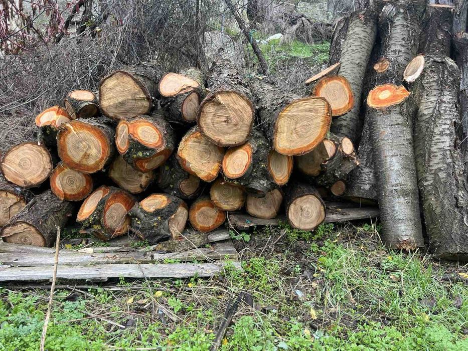 Продавам черешови трупчета – подходящи за мебели и стругарство