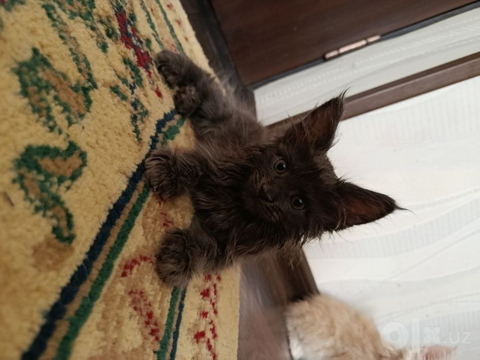 Продаются котята породы Майн Кун