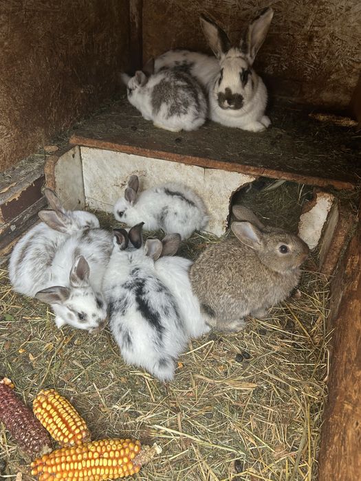 Iepurași de vânzare