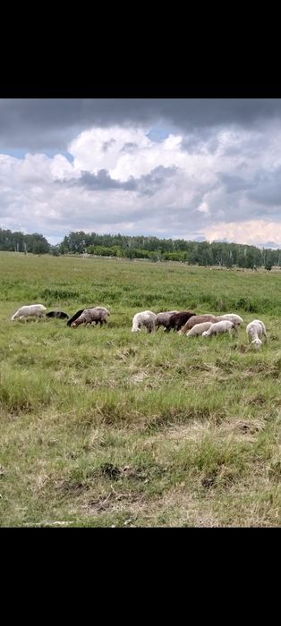 продам овец 50 голов
