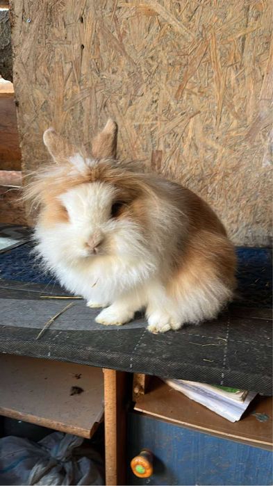 Iepurasi cap de leu disponibili