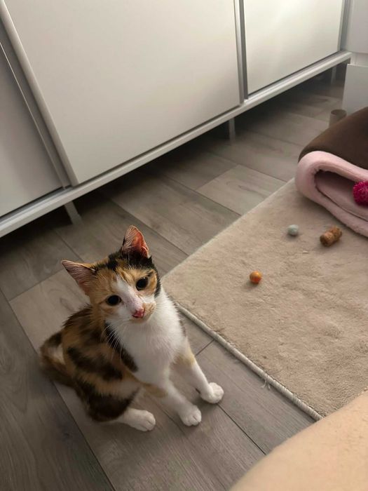 Pisica calico Kiri /adoptie responsabila