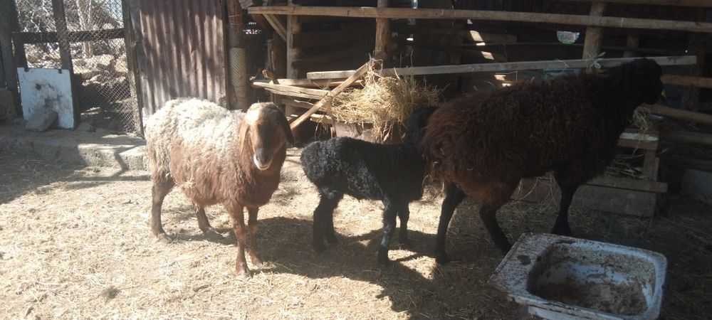 Сатыладыыыыыыыыы