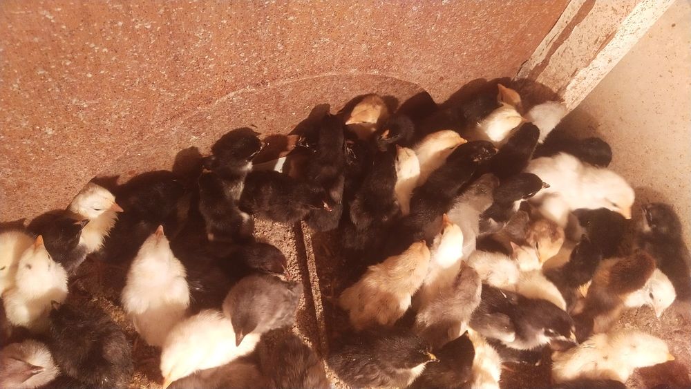 Түрлі түсті бір күндік үй балапандары