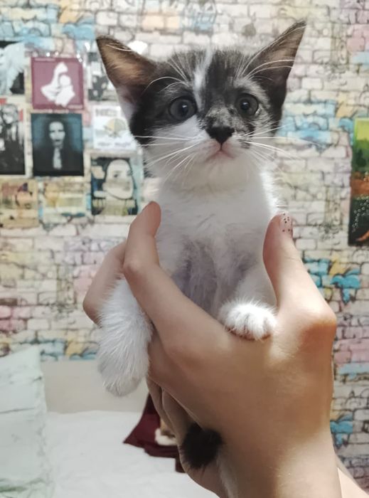 Отдам котят в хорошие руки