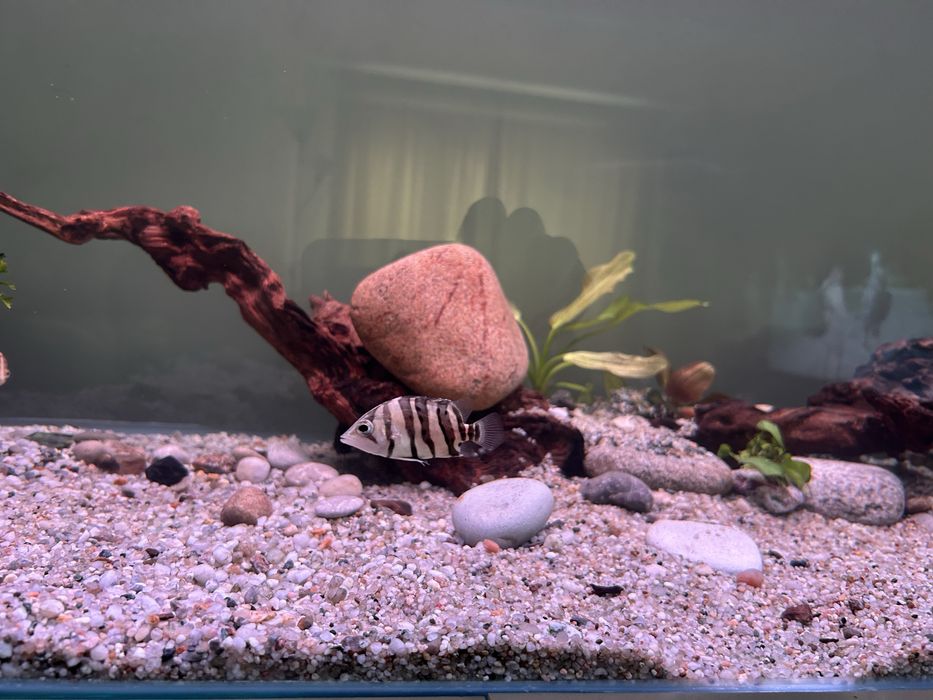 Тигрови риби Datnioides microlepis