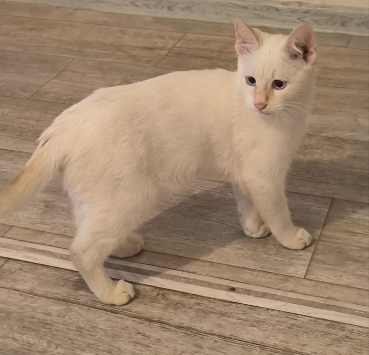 Отдам котенка в добрые руки