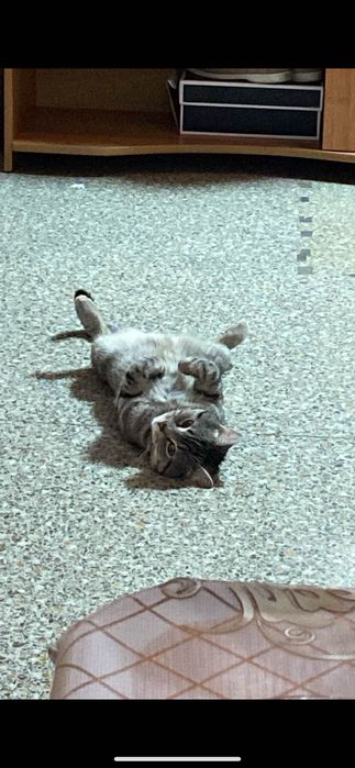 Отдам кота в добрые руки