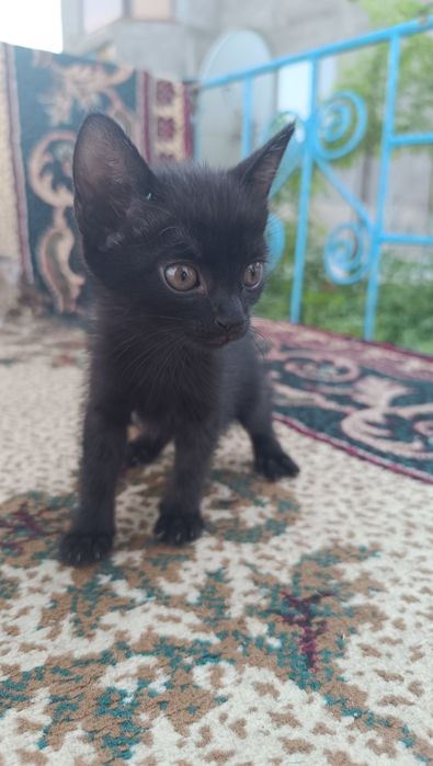 Отдам котята в хорошие руки