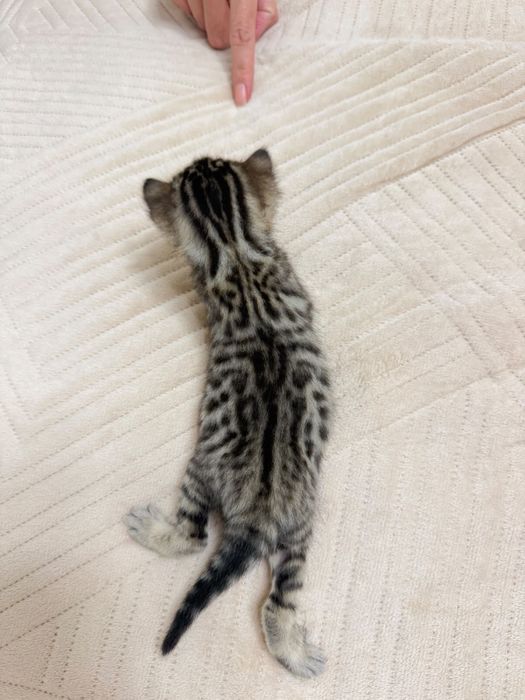 Котенок шотладский скотиш фолд с паспортом обработан