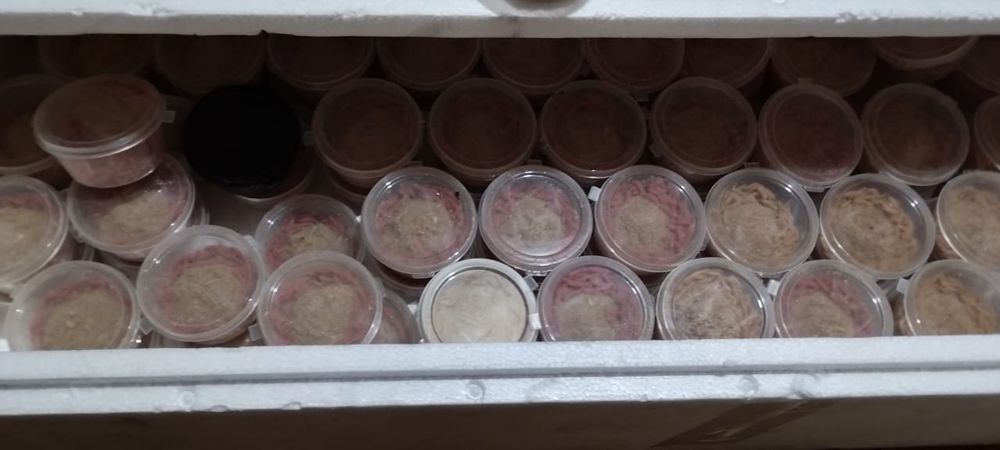 Продам опарышей по 300 тг