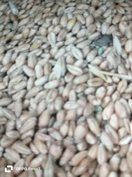 Продам Просо чистая сухая