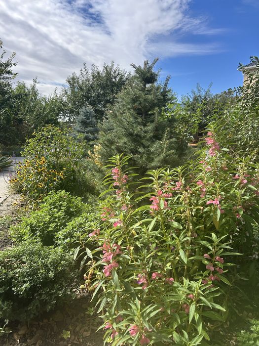 Продаем дом в экологический чистом районе.