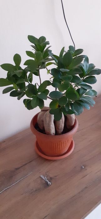 Ficus bonsai ginseng 40 cm