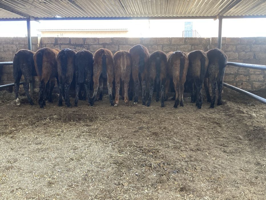 жылкы жабағы тай