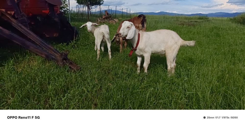 Vând țapi anglonubieni