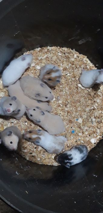 Хомячкки сирийские ручные