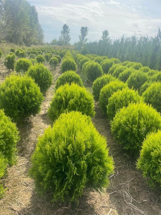 Maslin  tuia  plante bambus